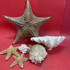 Lot of Natural Seashells & Starfish Coastal Nautical Decor Beach Collection