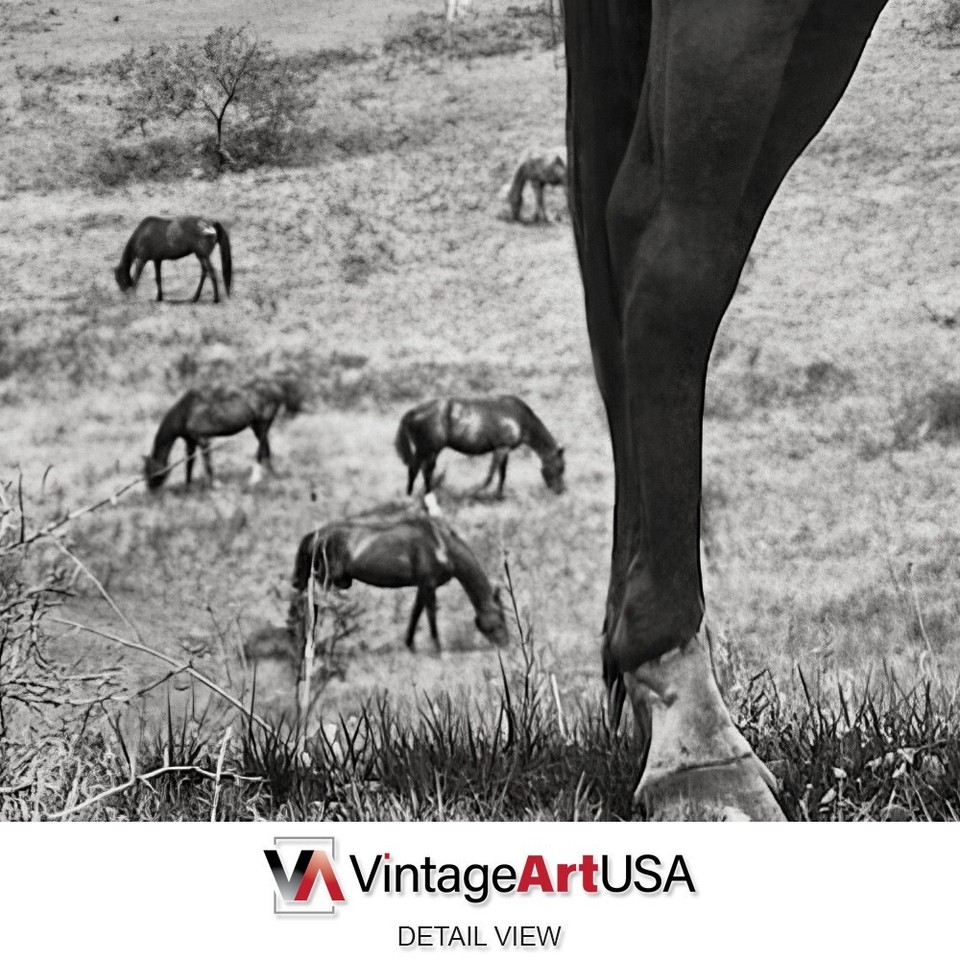 DIME WEB: L&rsquo;AMORE E L&rsquo;ODIO DEL COWBOY PER IL SUO CAVALLO: IL COMPAGNO