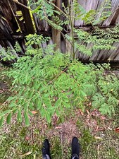 1 KG  Organic  DRY Moringa Leaves