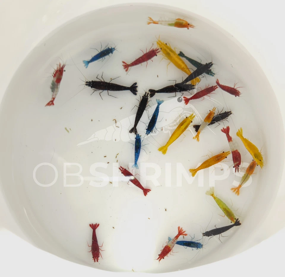 Neocaridine Davidi MIX HIGH GRADE + omaggio superfood / caridine acquario - Immagine 2 di 2