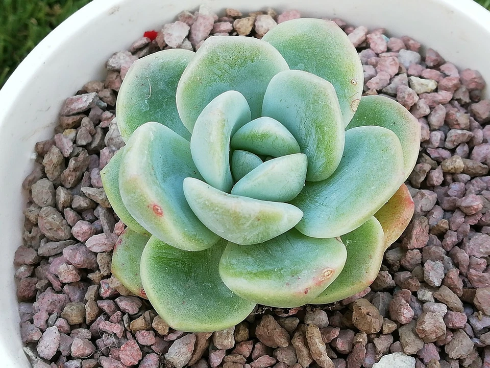 Ice Green  Echeveria about 5cm succulent  - Image 2 of 4