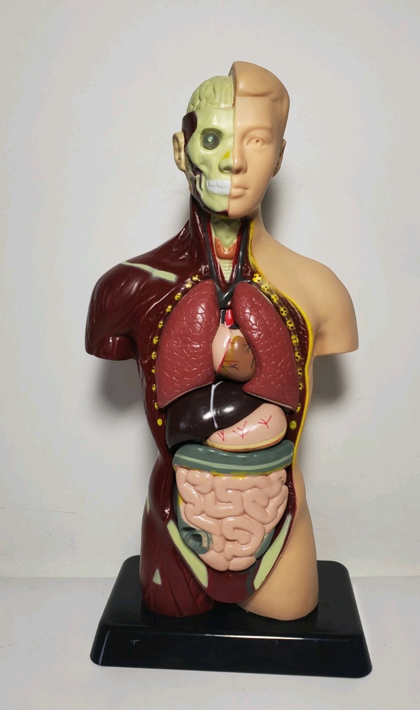Human Anatomy Display 10in. Model with Removable Organs Heart Lungs Liver + more