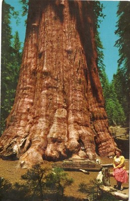 Vintage Postcard General Sherman Tree