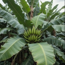 winterharte Ess-Banane Palmen schnellwüchsige exotische Pflanzen für den Garten