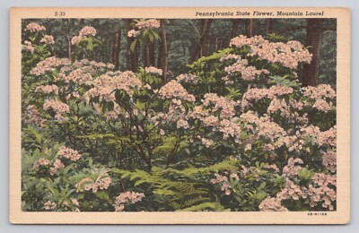 Pennsylvania State Flower Mountain Laurel Postcard