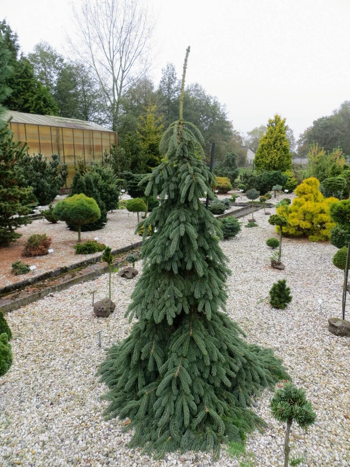 Picea glauca 'Pendula' - White Spruce *Live Plant - Image 2 of 4