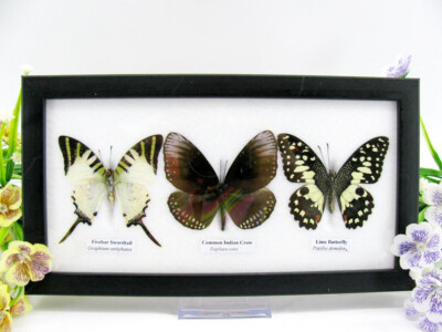 3 real butterflies, padded, beautiful in showcase - unique piece - mural 3 q02