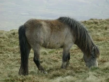 Welsh Wild Pony GLOSSY POSTER PICTURE PHOTO PRINT BANNER 13112
