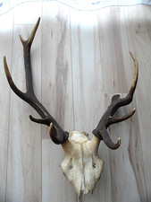 Geweih Hirsch 10 ender Jagdtrophäe als DEko aus Nachlass schaut vorbei