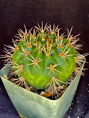 Gymnocalycium eurypleurum, cactus plant