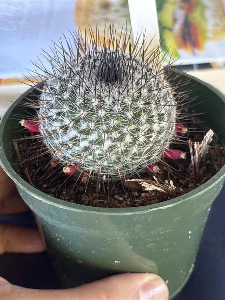 Mammillaria Ritteriana Rare Cactus / Succulent 3.5 In Pot - Image 2 of 4