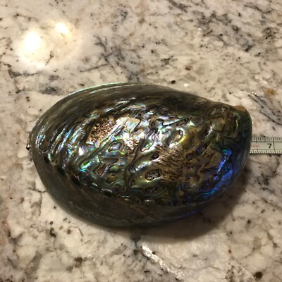 Large Abalone Shell Natural Paua Rainbow LG Sea Green Blue Shell Beach ...