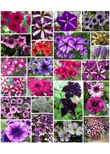 21 verschiedene Pendula - Petunia - Surfinia x hybrida seeds Dauerblüher -SAMEN