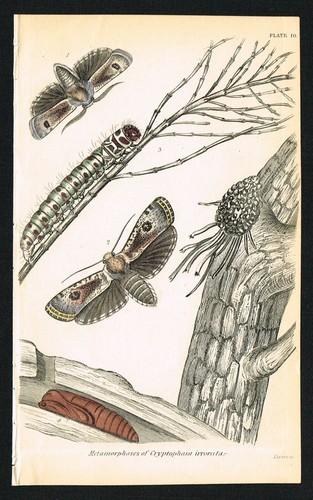 Cryptophasa Moth of Australia Life Cycle, Insect Hand-Colored Antique Print 1841 - Afbeelding 1 van 4