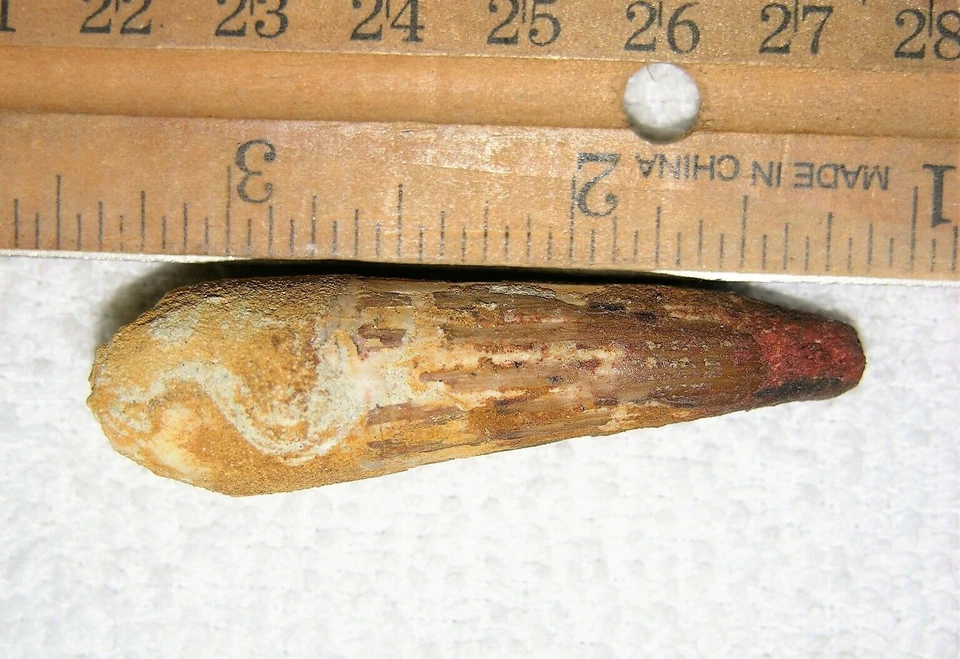 2 INCH LONG SPINOSAURUS TOOTH DINOSAUR REAL FOSSIL SPINOSAUR JURASSIC WORLD NICE - Image 2 of 4