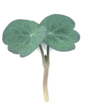 Herb - Nasturtium, blue pepe - 50g to 5 Kg - Wholesale Seeds-UK Seller