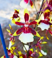 IN SPIKE / BUD  Oncidium Orchid  Onc. Wildcat 'Rainbow'  4" Pot