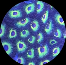 Live Coral Zoanthid Rick's Reefs Frags Polyps  Bob Marley Zoa