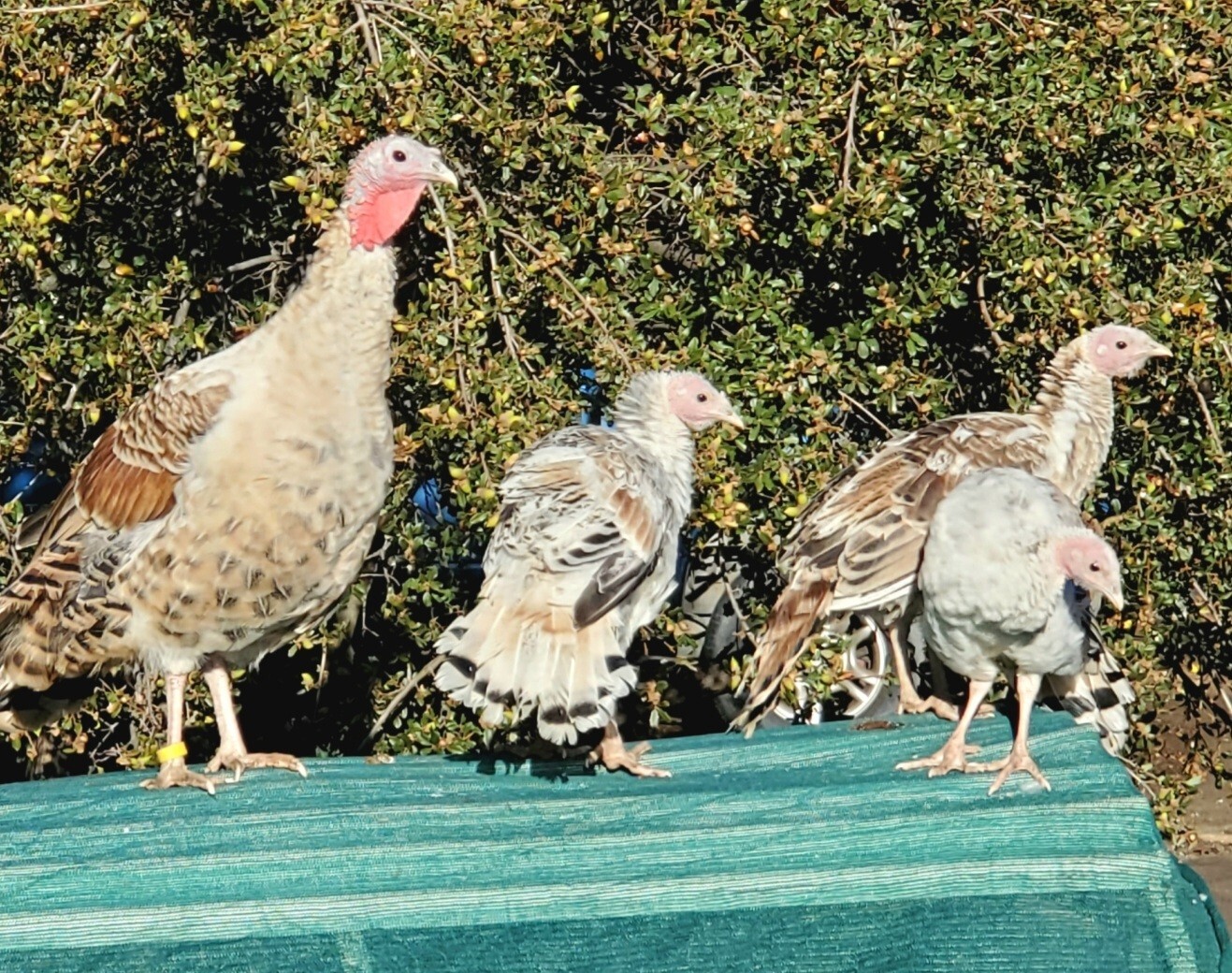 6 Sweetgrass Turkey Hatching Eggs. Standard and Penciled Fall Fire