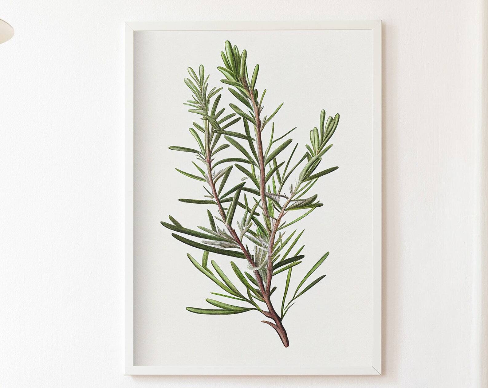 Rosemary Vintage Style Herbs Oil Painting Artwork Print At Home Wall Art Wall