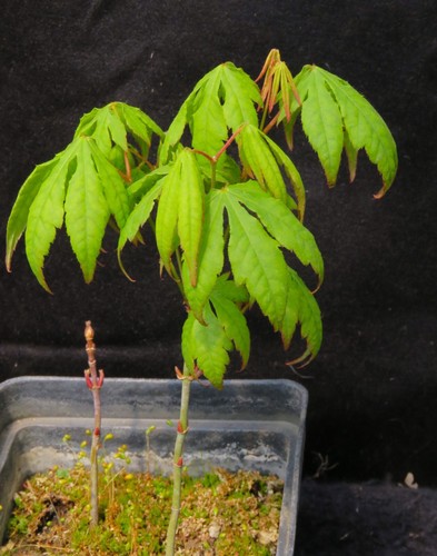 Acer Palmatum Ssp. Matsumurae Japanese Maple Tree Seed-Grown Lime Green Variant