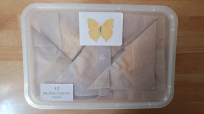Phoebis Urin (Pieridae)