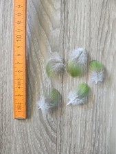 5  grüne 💚 Vogelfeder Papageienfeder basteln Feder Traumfänger 