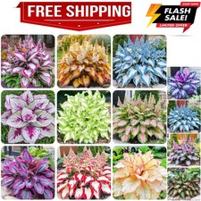 200 Mixed Rare Hosta Seeds for Planting-Attract Pollinators Perennial Garden...