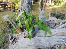 Brassia gireoudiana Bloom size 6" pot RARE SPECIES LARGE PLANT