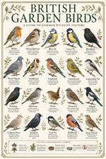 British Garden Birds Identification Chart Poster Print Framed Canvas Wall Art