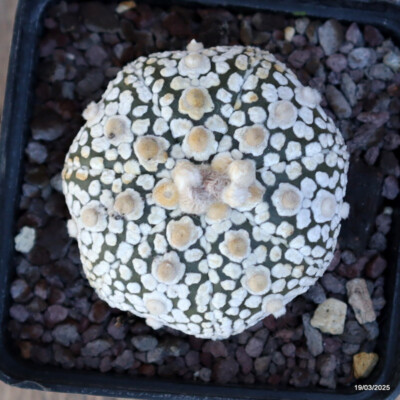 A4857 ASTROPHYTUM SUPERKABUTO SNOW pot9-H5-W6 cm MaMa Cactus