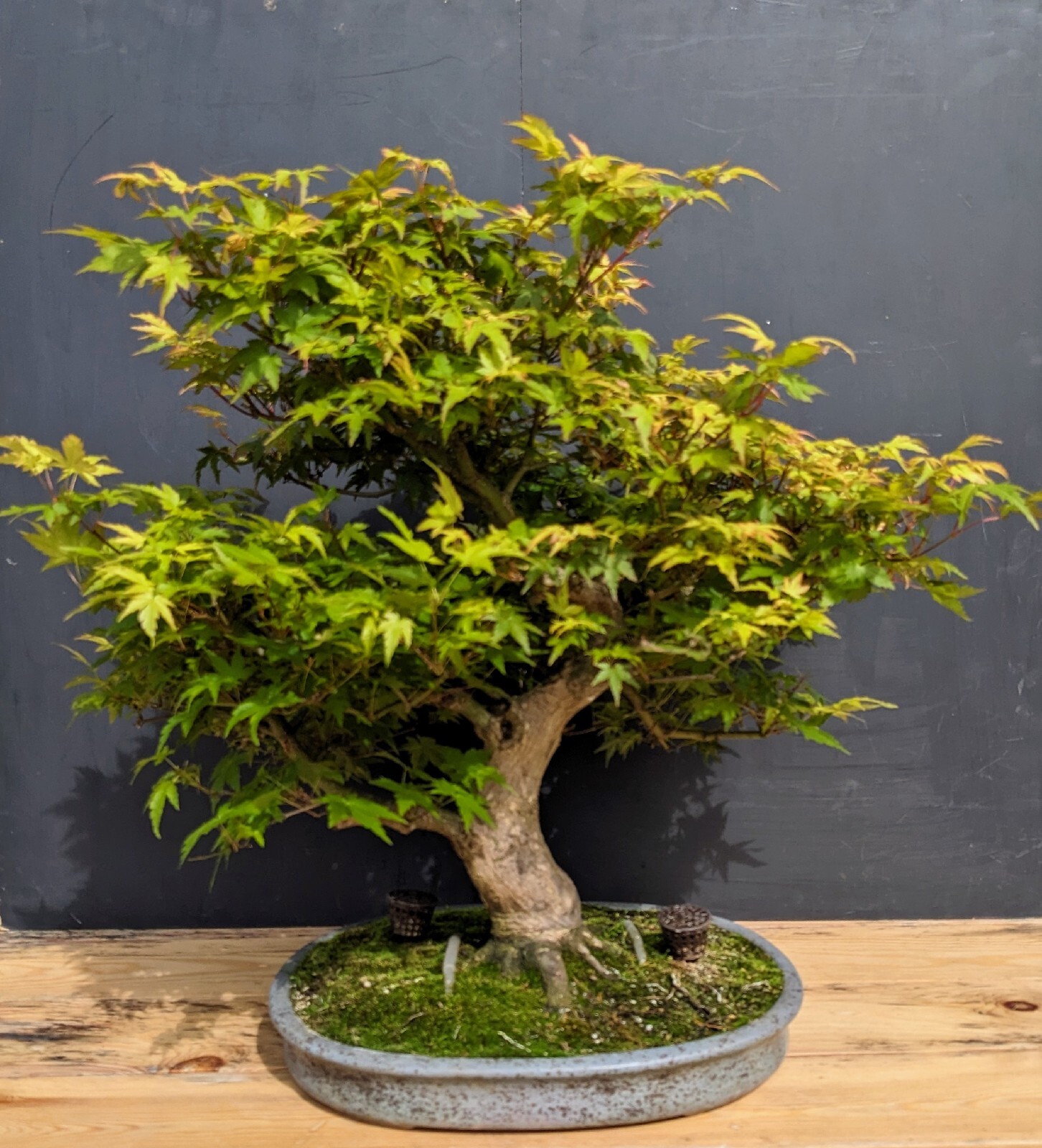 Quality Specimen Acer Palmatum (Japanese Mountain Maple) Bonsai Tree