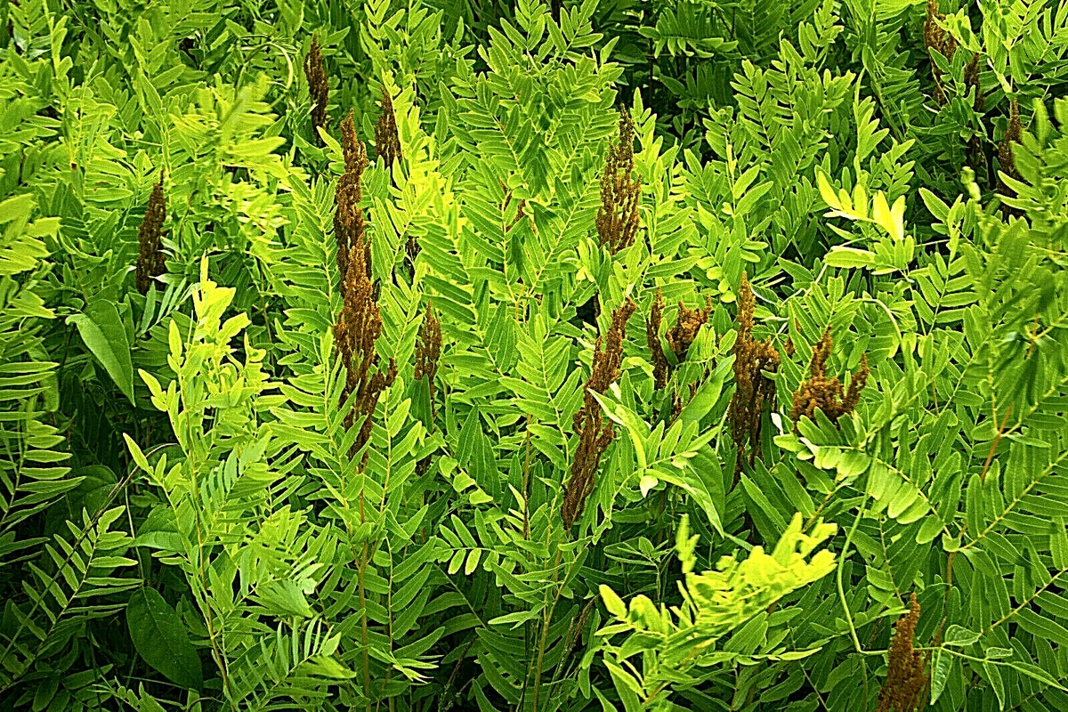 Fern Spores for sale - eBay
