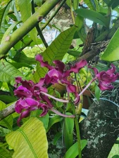 Schomburgkia rosea (syn. Schomburgkia splendida) Large Species-Pink, Waxy Flower