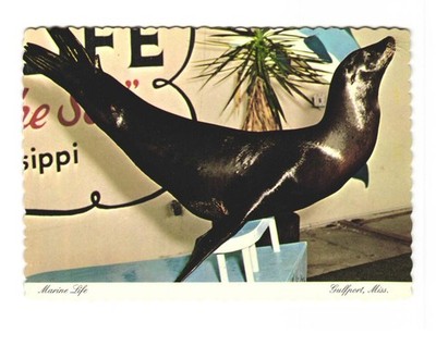 Marine Life, Gulfport MS, One main attraction is the Sea Lion VTG postcard Unp