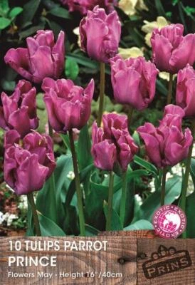 Tulip Bulbs Parrot 'Prince' WPC Prins Quality Bulbs Pack 10