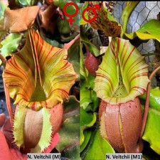 Seedgrown Nepenthes veitchii M x M1 JF-004 10-15cm