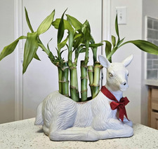 5 Lucky Bamboo 4 inches FREE Butterfly Stake, Home Decor, Office Desk, Indoor