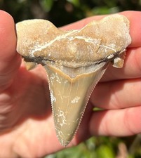 Moroccan Shark Tooth 2.70" Extinct Fossil Authentic NOT RESTORED (MRI-8)