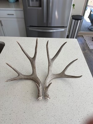 Big Mule Deer Shed Antlers Horns Elk Moose Rack
