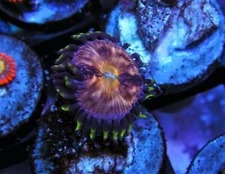 WWC NIRVANA ULTRA COLLECTORS ZOANTHID ZOA LIVE CORAL FRAG SALTWATER JUNKIES