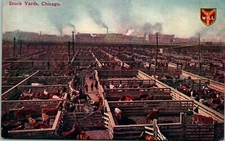 Chicago IL Stock Yards Cows Postcard unused (20549)