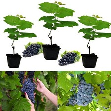 3 x Grape Vine Plants Boskoop Glory - In 9cm Pots - Great for UK Growing