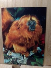 San Diego Zoo 🏆GOLDEN LION TAMARIN 1993 Cardz #45 Trading Card🏆FREE POST