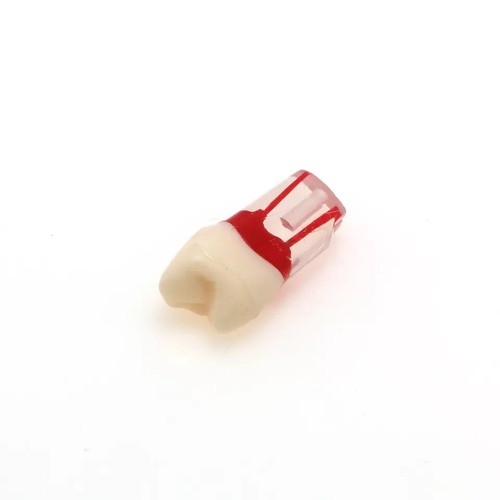 Dental Endo Root Canal Teeth Model Study RCT Practice Typodont Model Fit Nissin - Picture 36 of 66