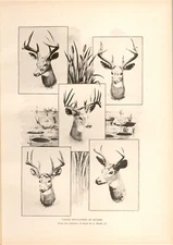 1st Edition Print Denton 1896 Lot of 5 - Deer Hunting Dogs