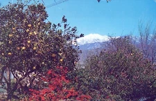 Greetings from California Orange Groves Foothills Snow Capped Mountains Postcard