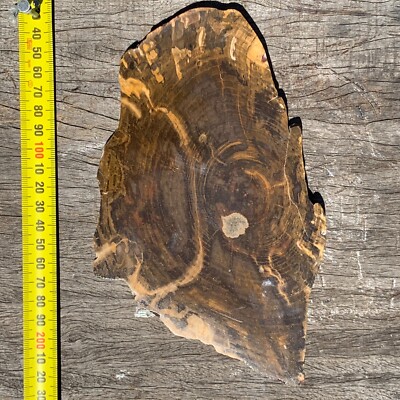 Fossilised Petrified Wood from Chinchilla Australia Slice Conifer Heart 486g