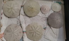 Lot of 6 Natural Sand Dollars   Seashells for Crafts, D cor, Coastal Collection
