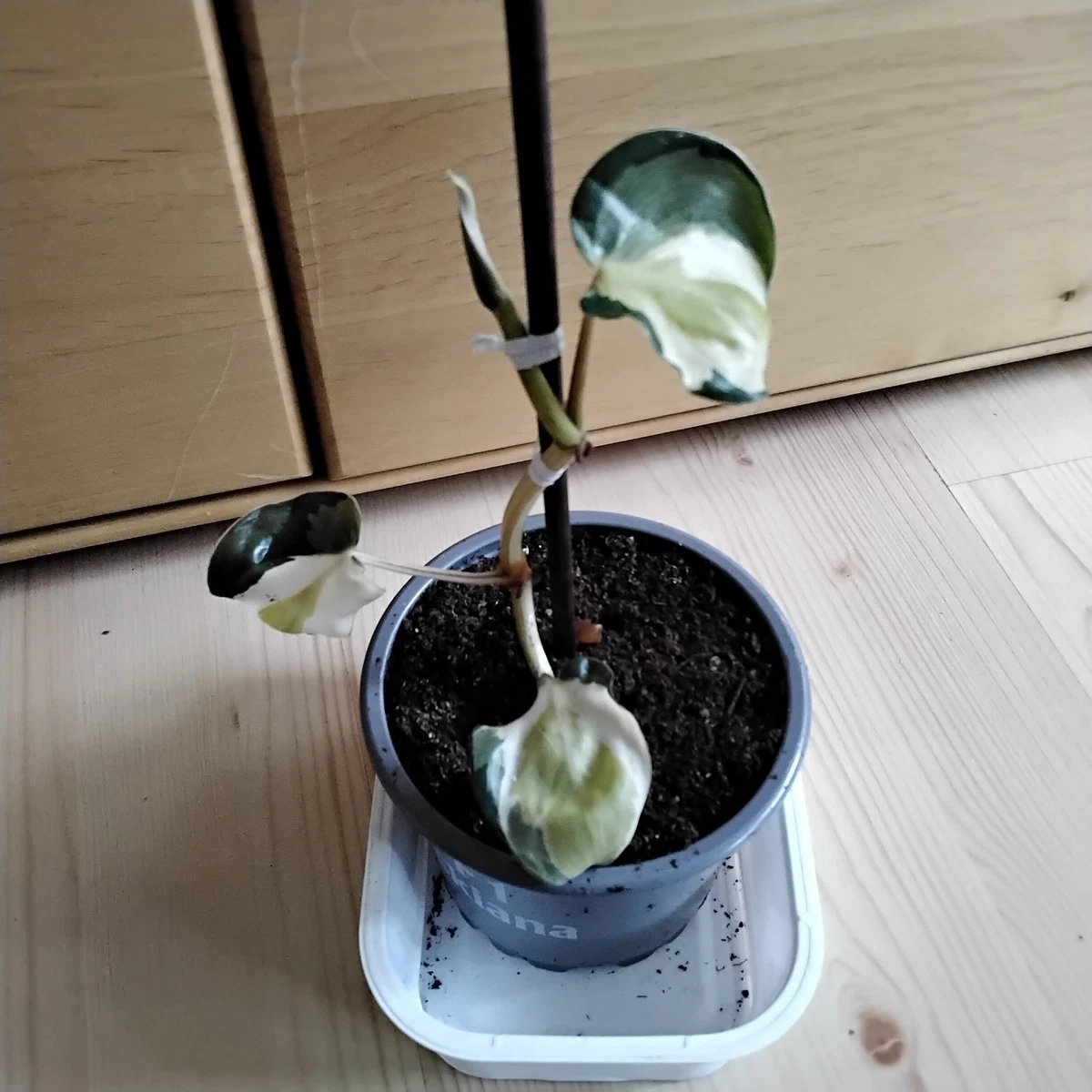 philodendron delinksii Philodendron spiritus sancti (Big Plant) Leaves 35/40 cm leaves (+ Lot main image 1